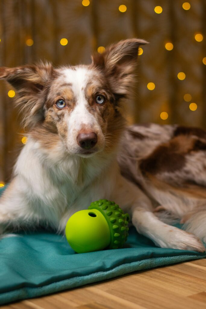 como tirar o tédio do cachorro