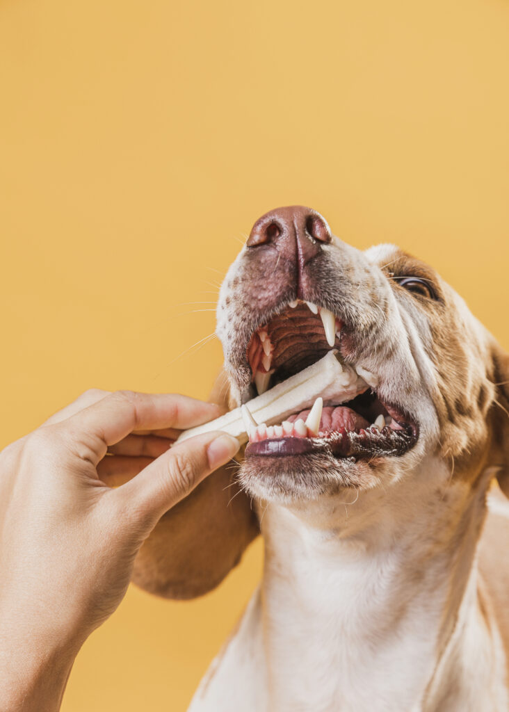 Produtos para higiene bucal do cão