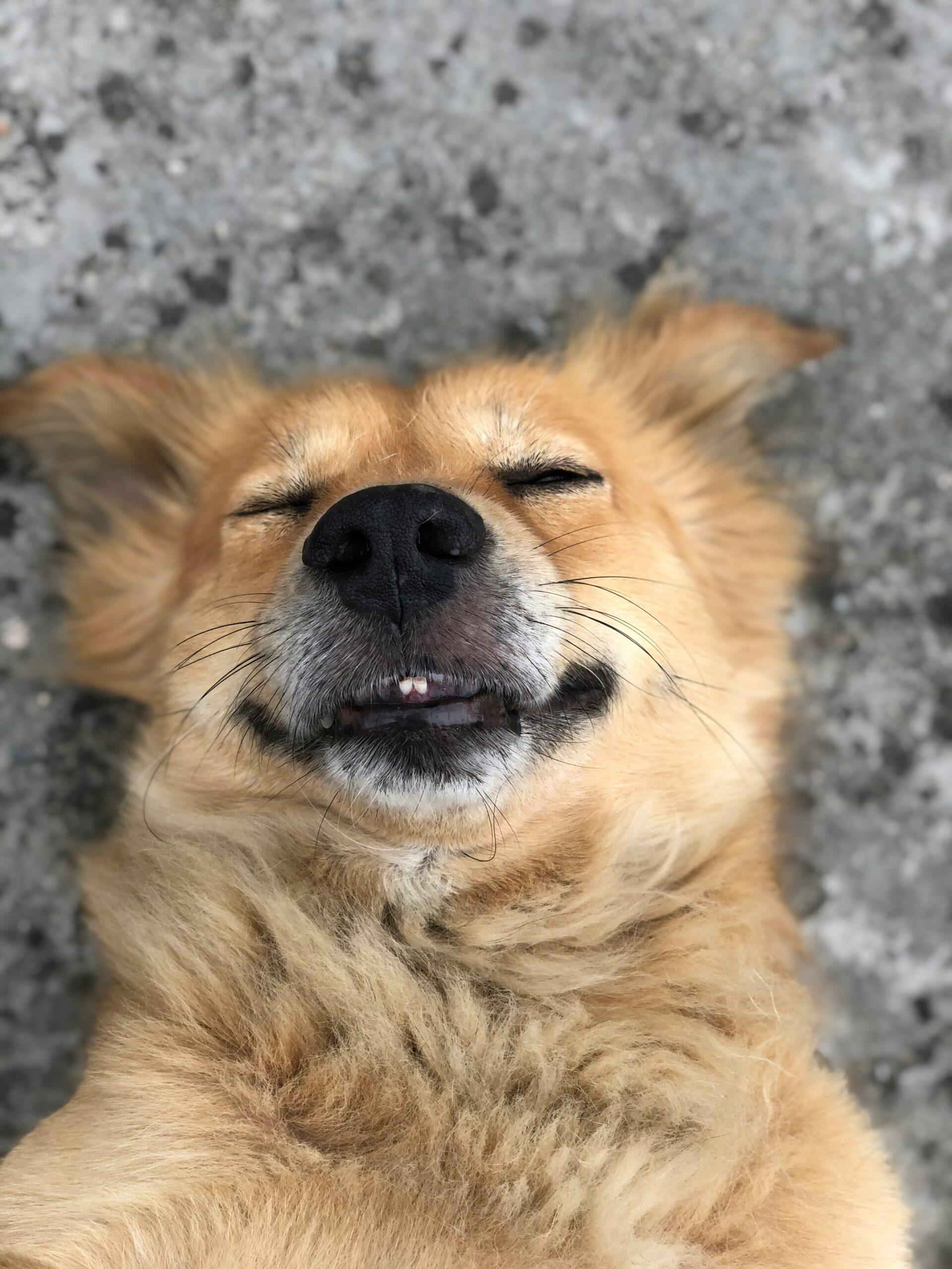 🦷 Como Cuidar da Higiene Bucal do Seu Cão e Evitar o Mau Hálito