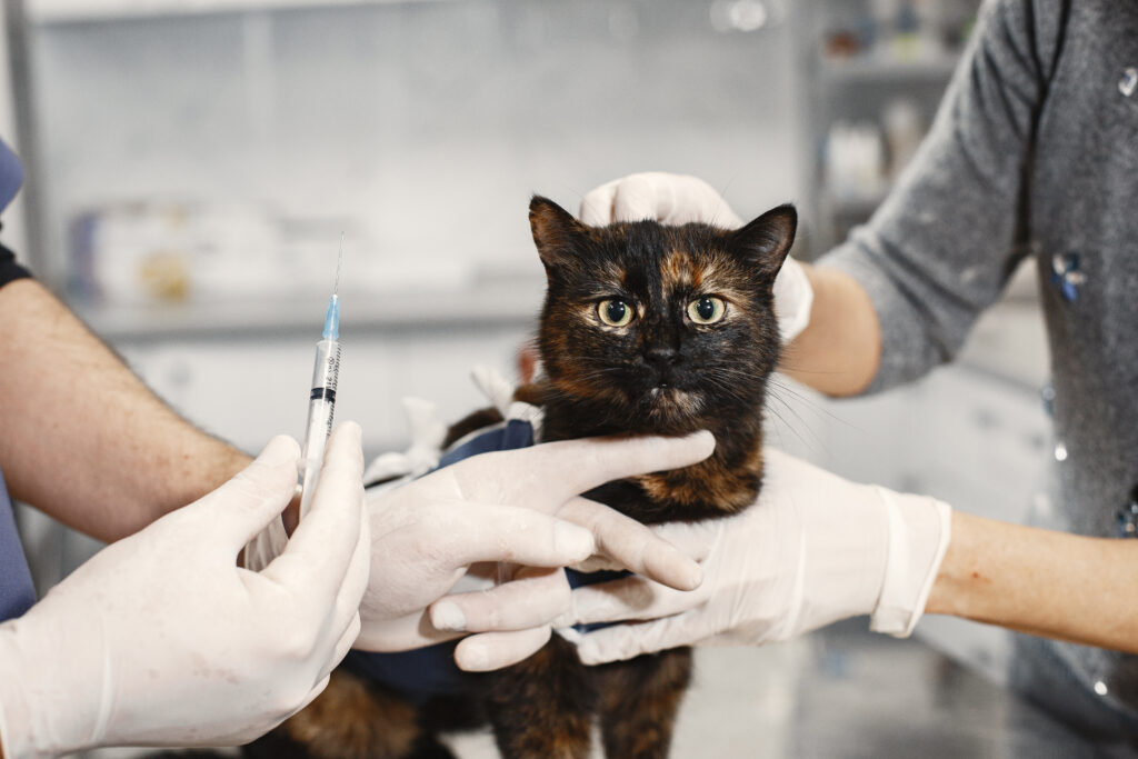 vacinas para cães e gatos aplicadas por veterinário em ambiente seguro