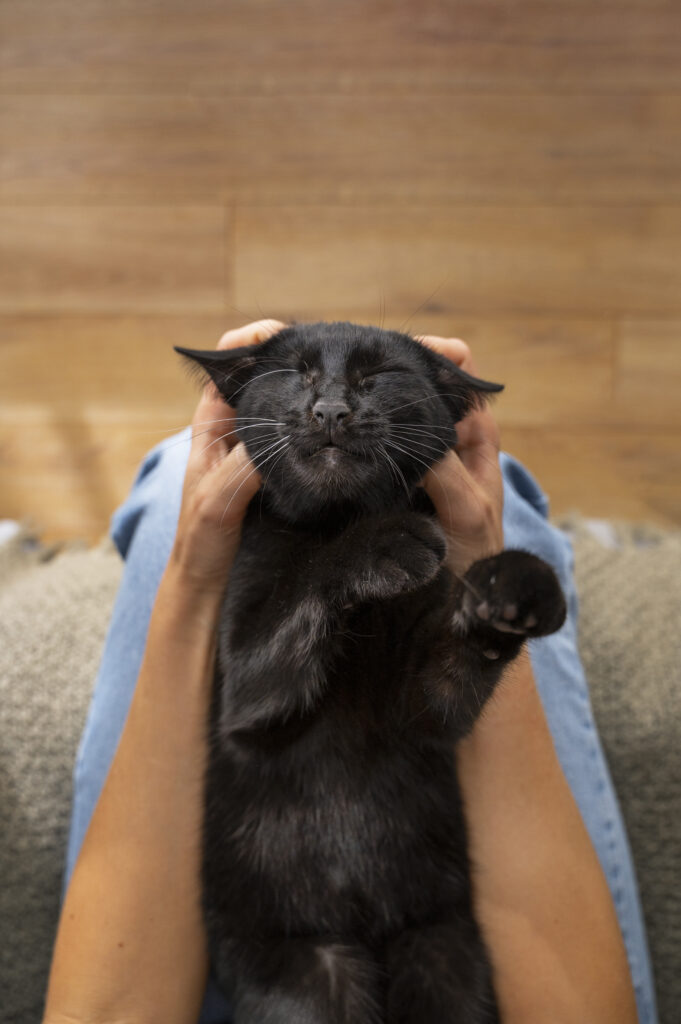 aplicação de shampoos para gatos durante o banho morno